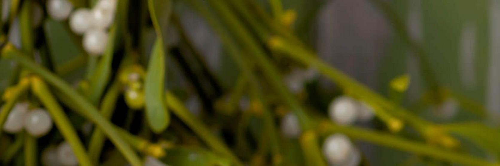 mistletoe-growing-white-flowers