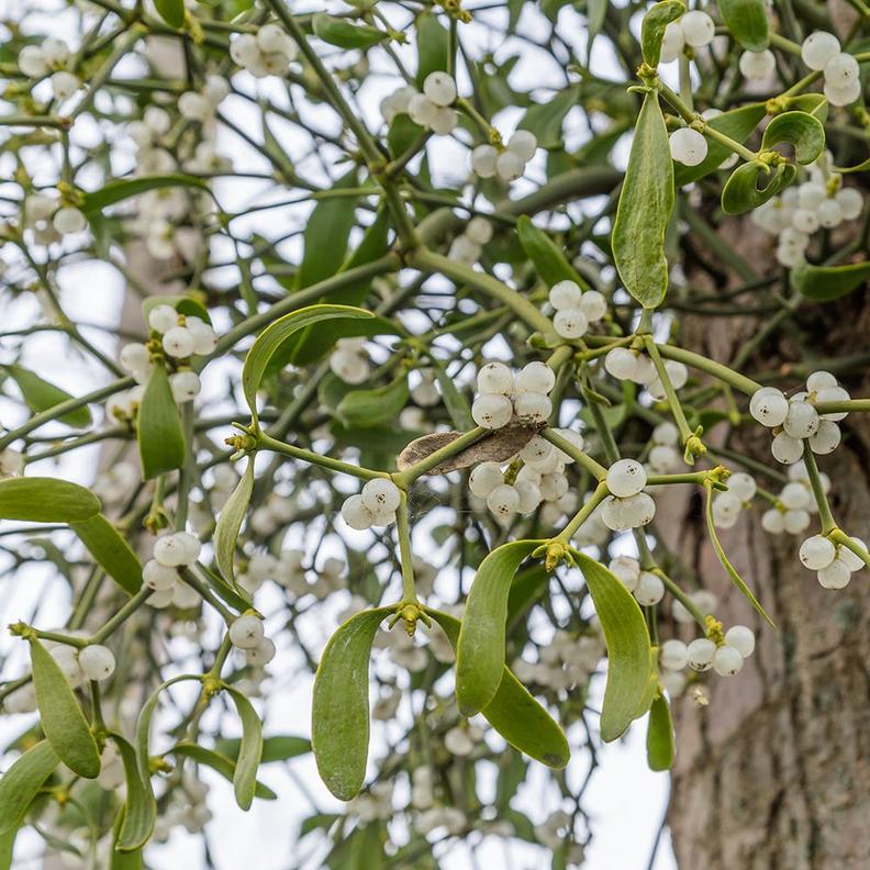 mistletoe-on-tree-fresh