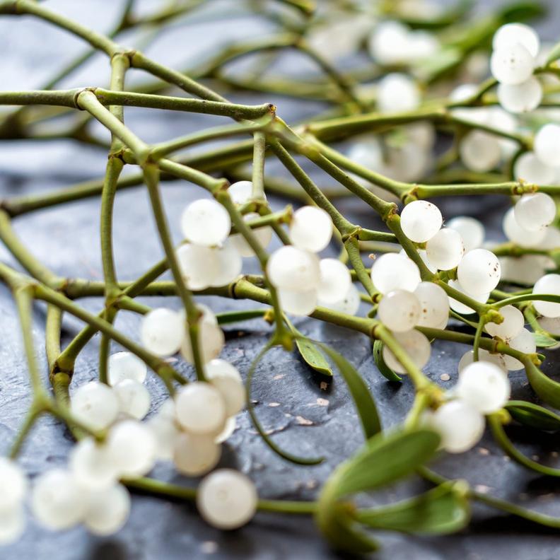 mistletoe-white-stems