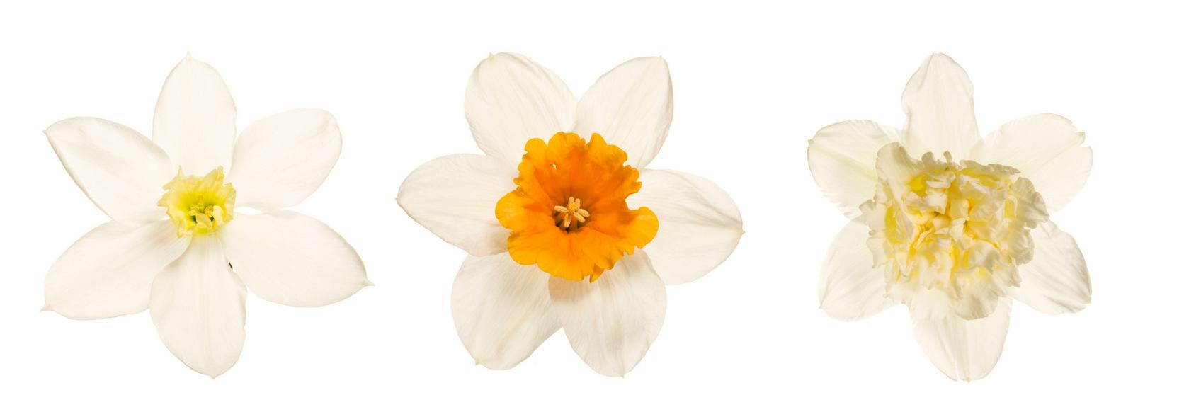 narcissi-types-white-yellow