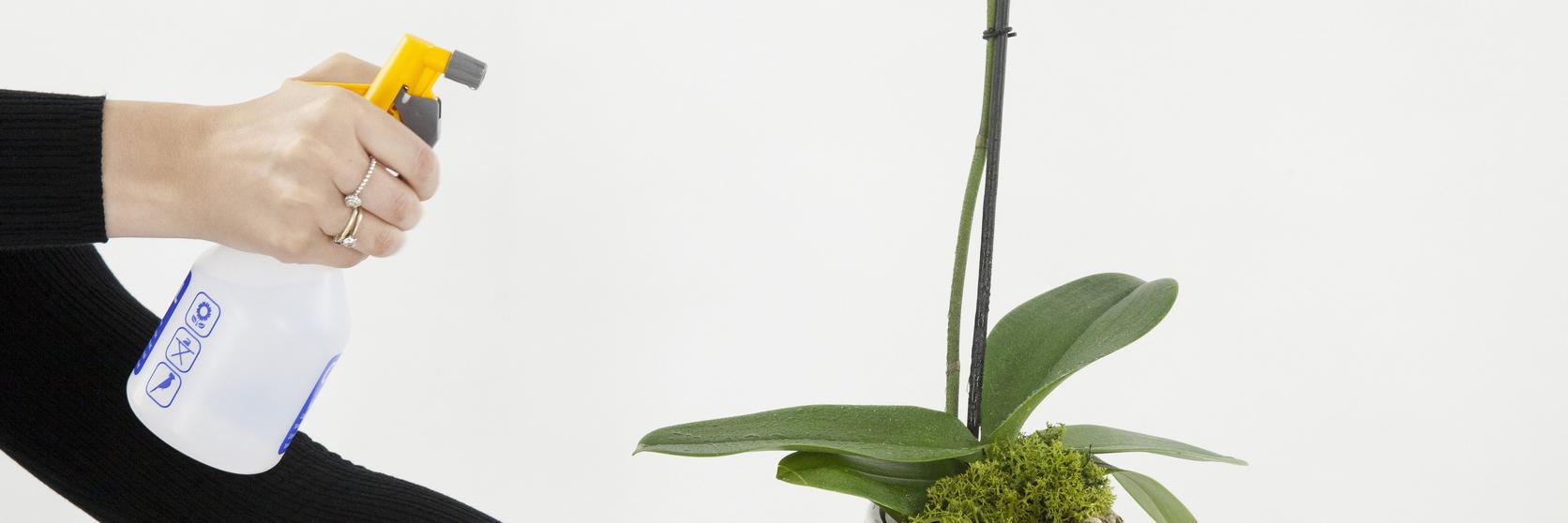 orchid-care-spray-plant