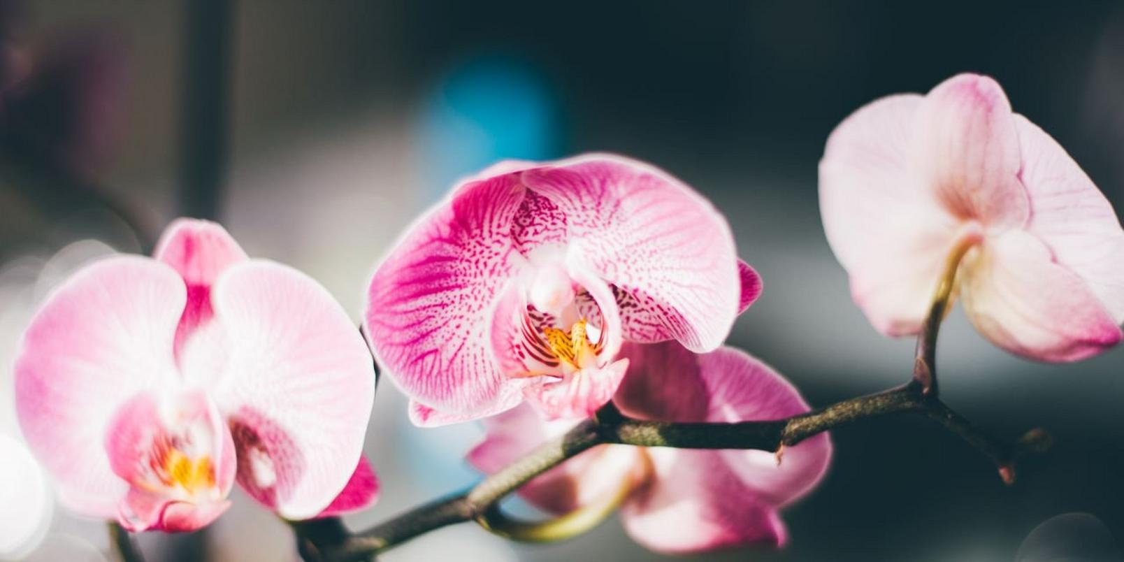 orchid-pink-flowers