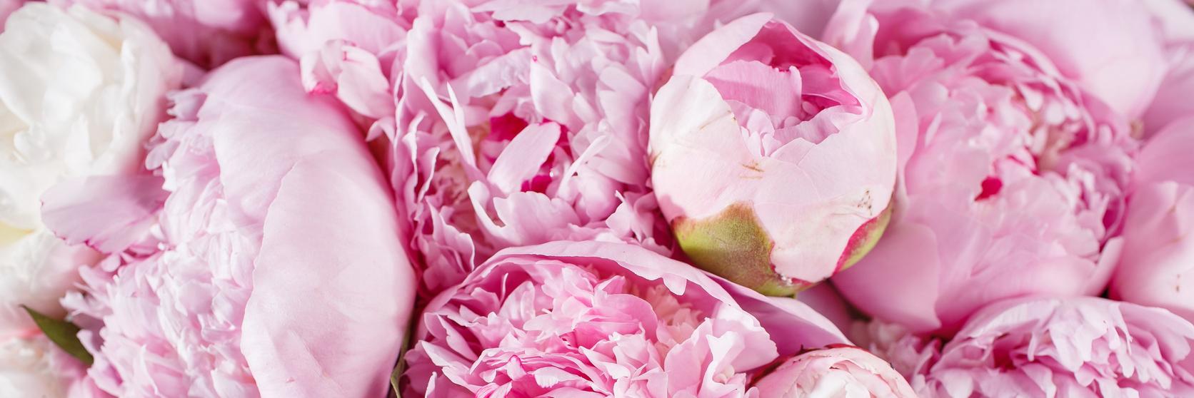 peony-pink-white-flowers