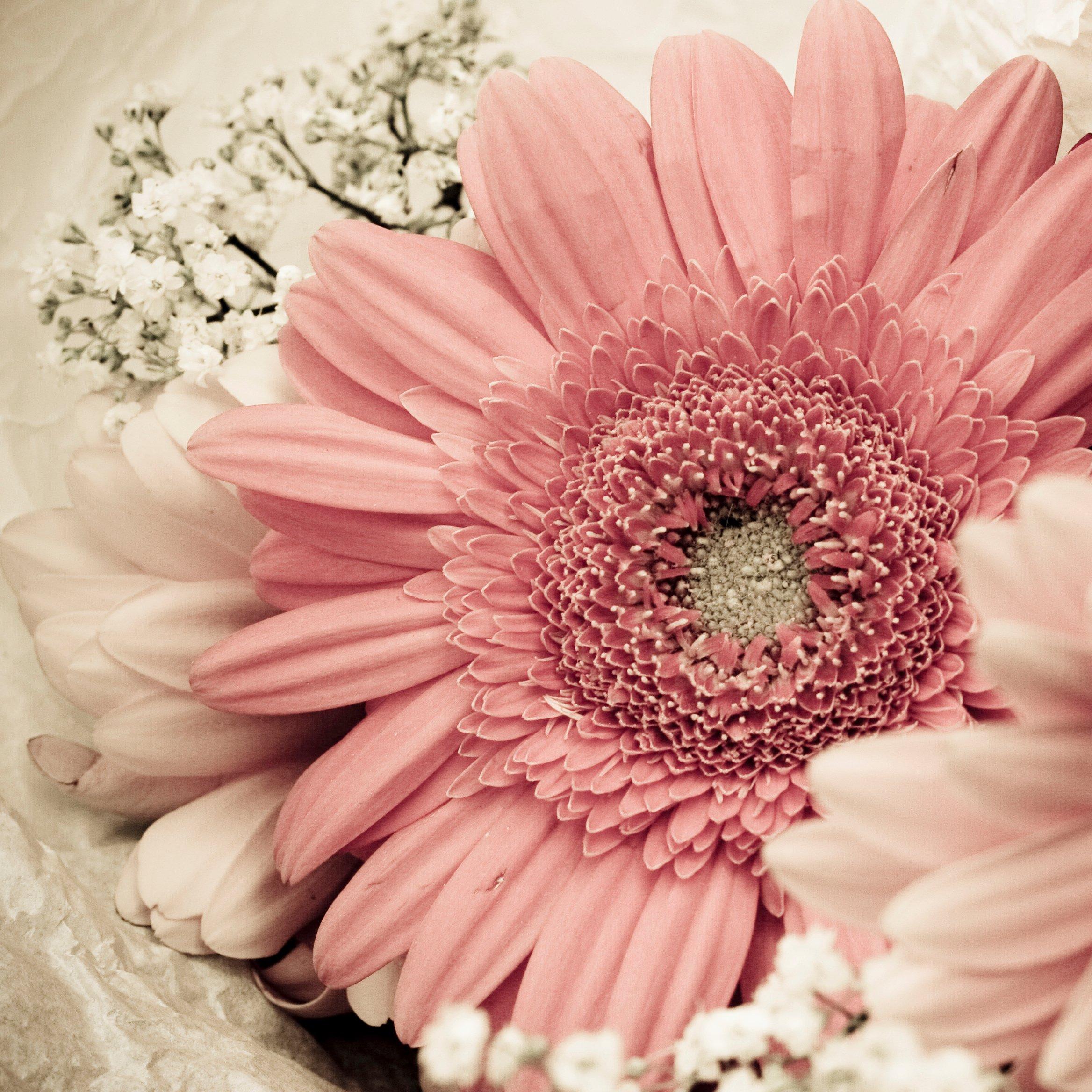pink-gerberas-flowers