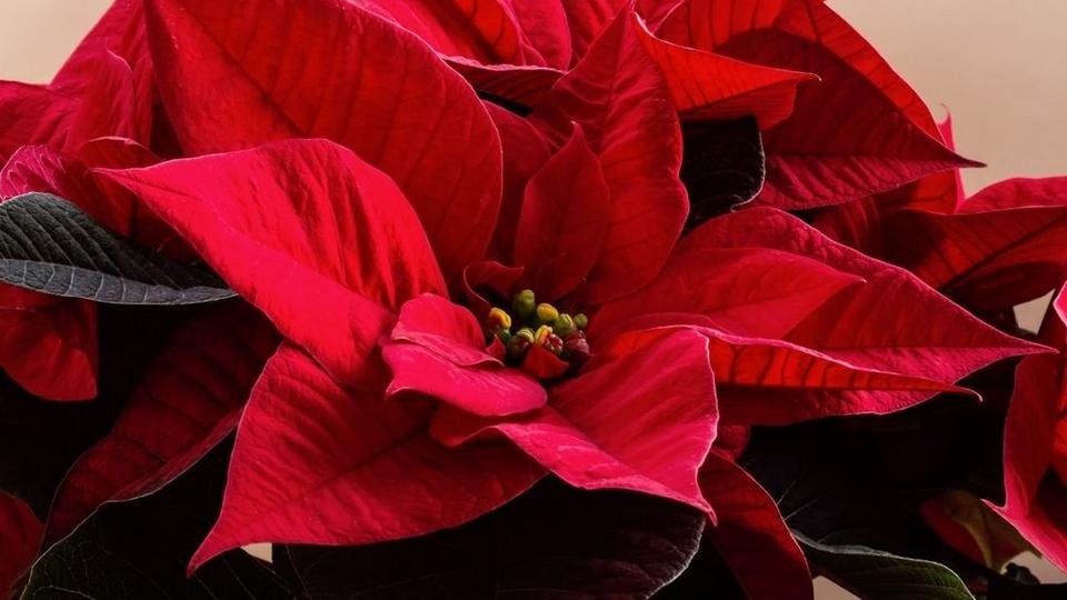 Poinsettia-1