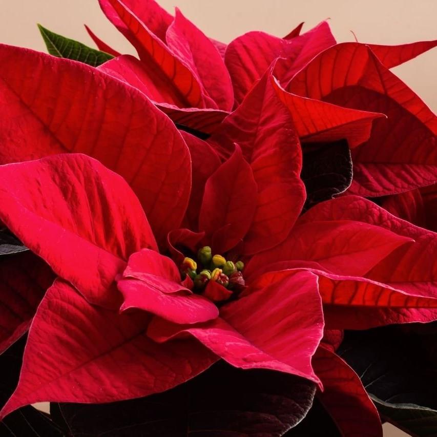 Poinsettia-red-plant