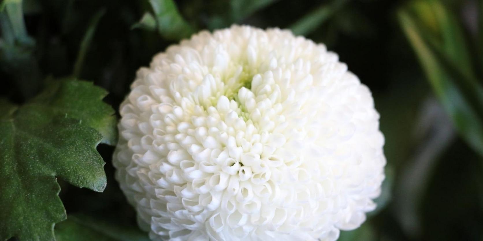 PomPom-Chrysanthemum