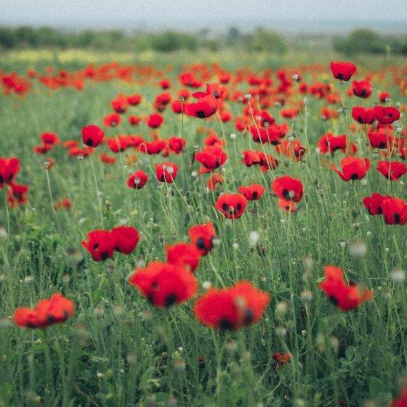 Poppy fields