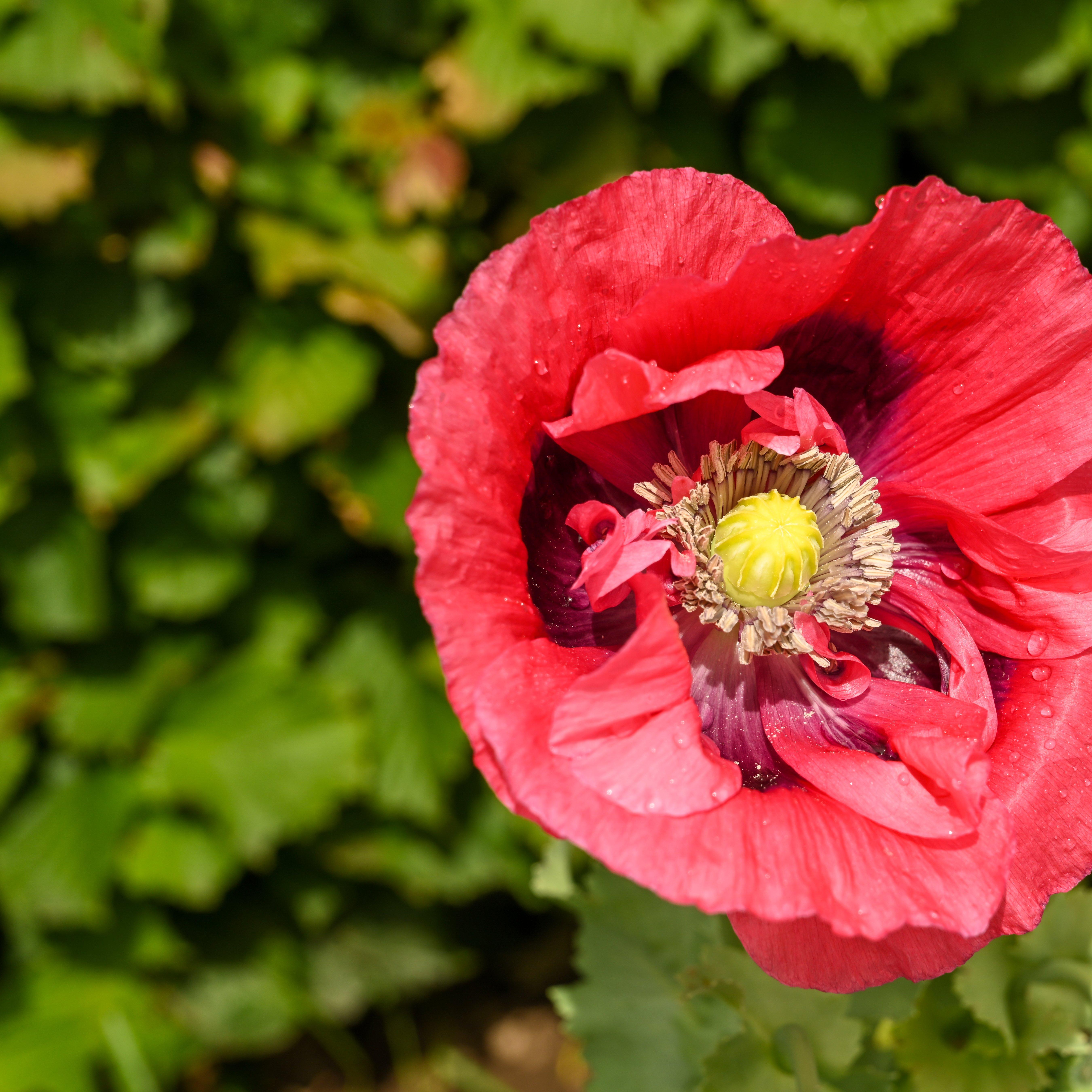 poppy-red-opium-flower