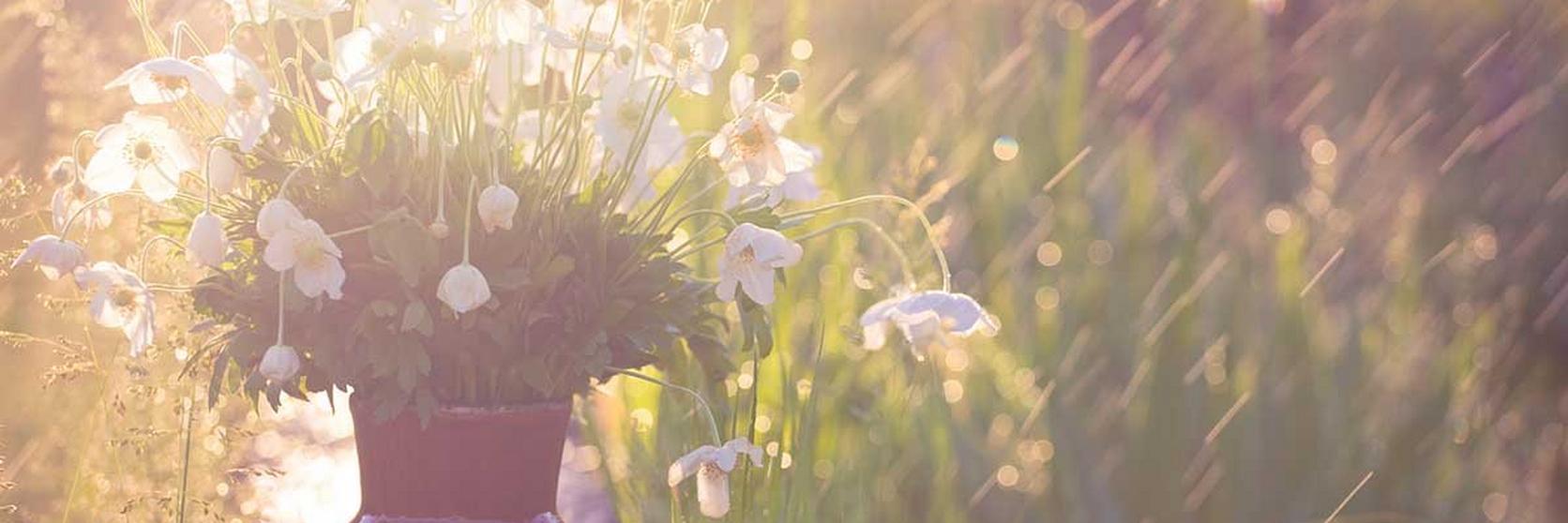 potted-flowers-white-field