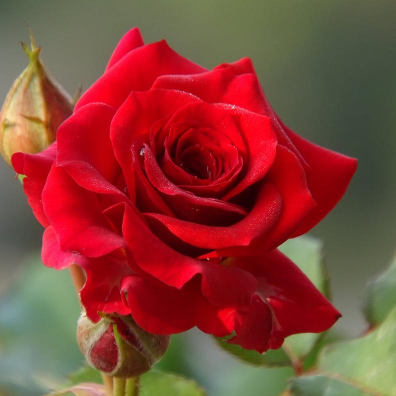 Single_red_rose_with_buds
