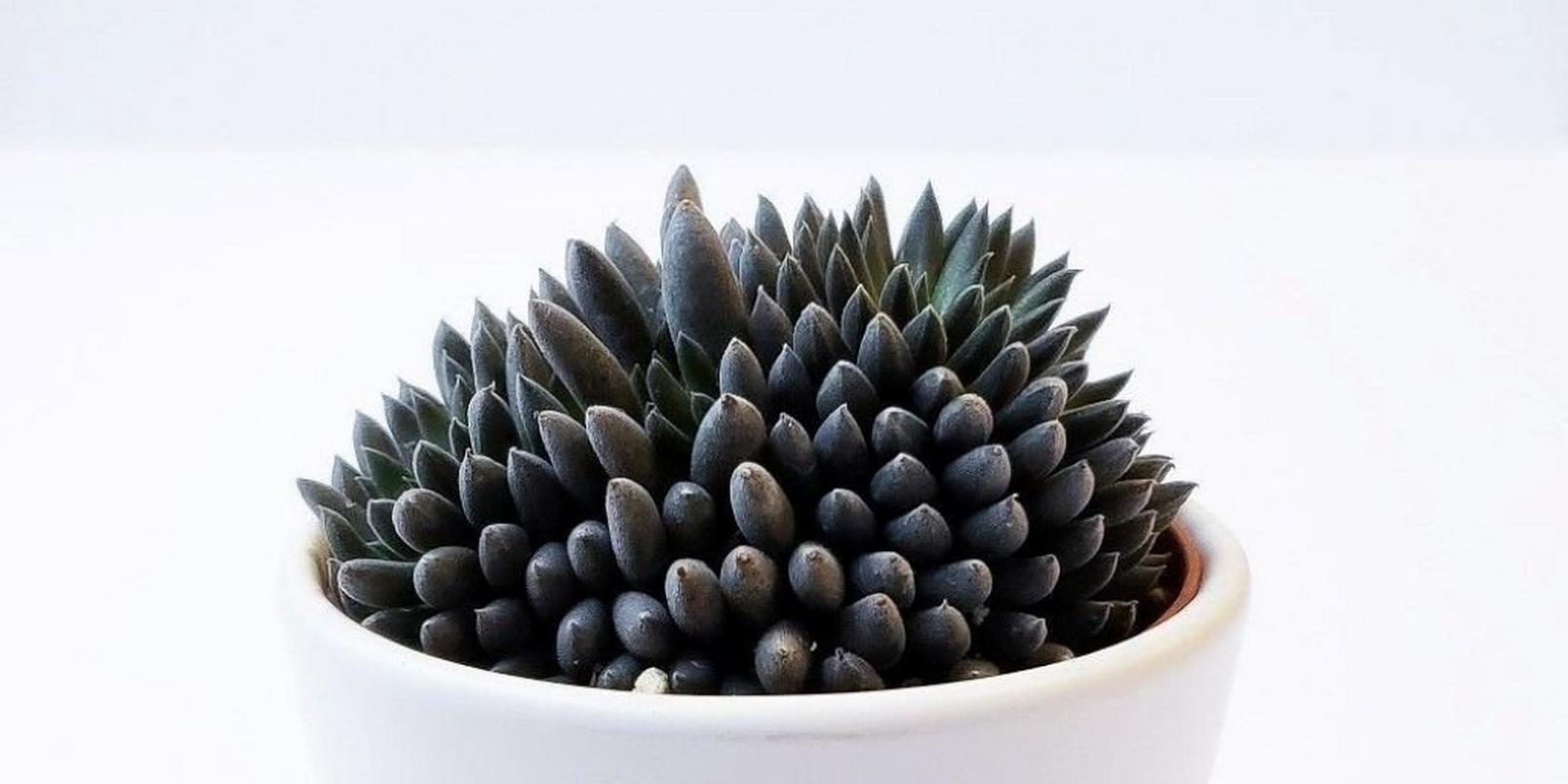 Sinocrassula-Yunnanensis-succulent-plant