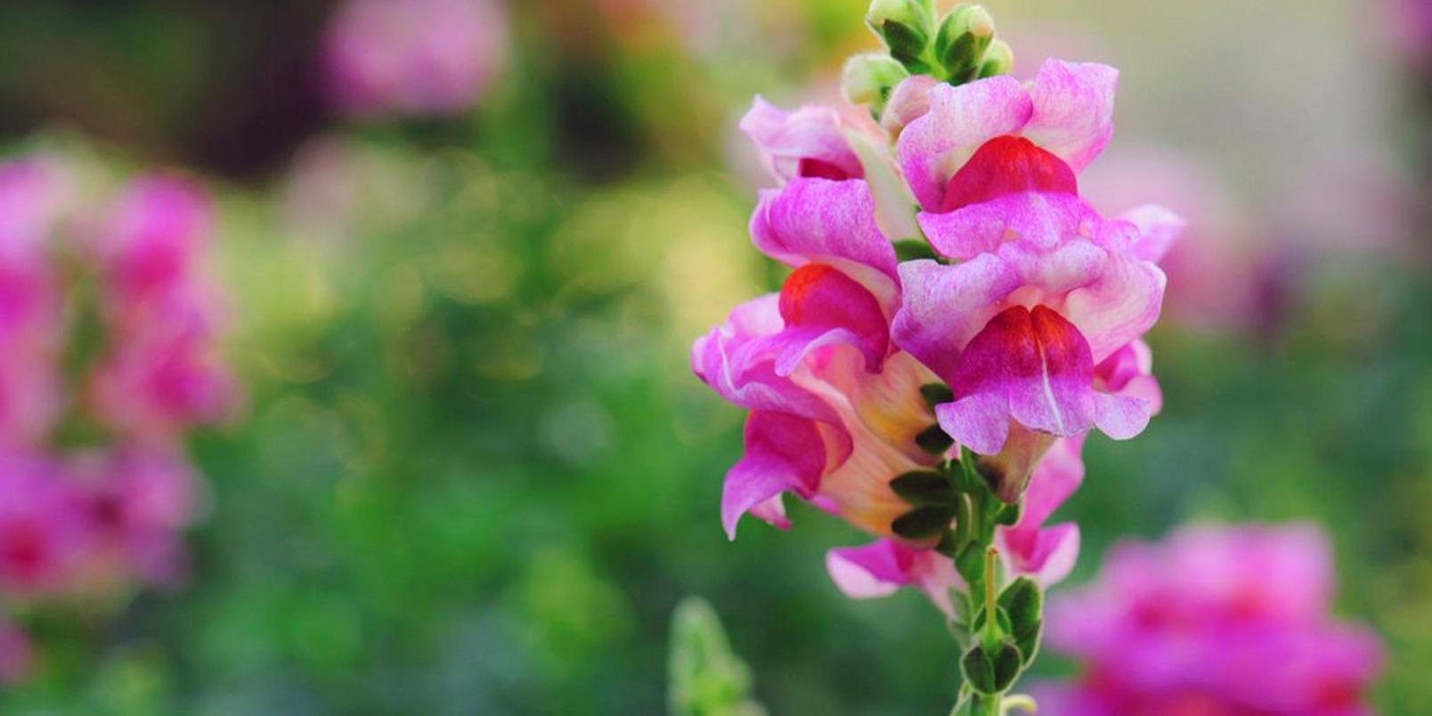Snapdragon