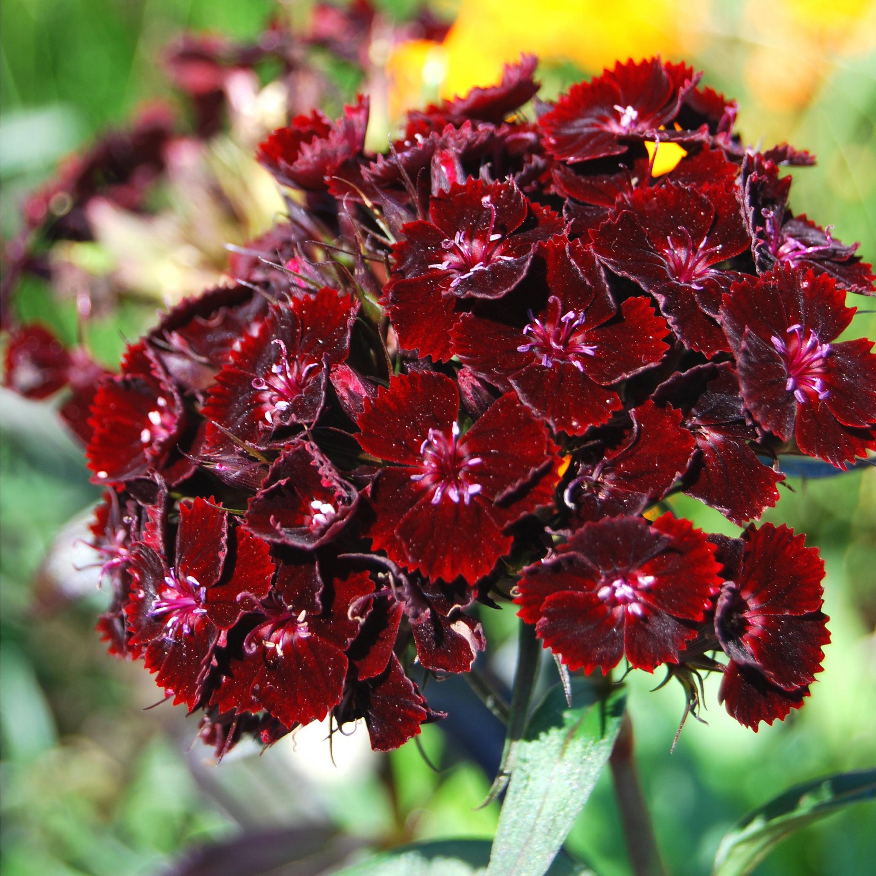 Sooty-Sweet-William-maroon