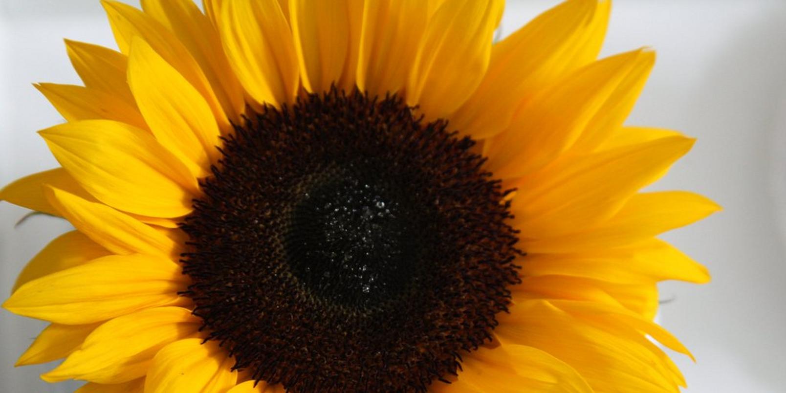 Sunflower-single-flower