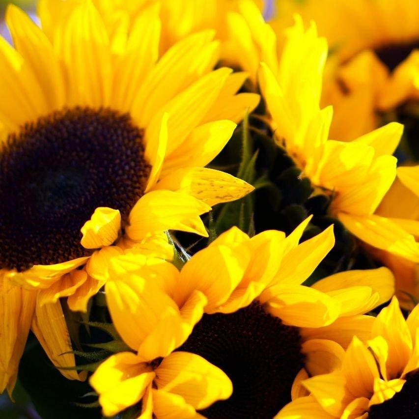 Sunflowers2