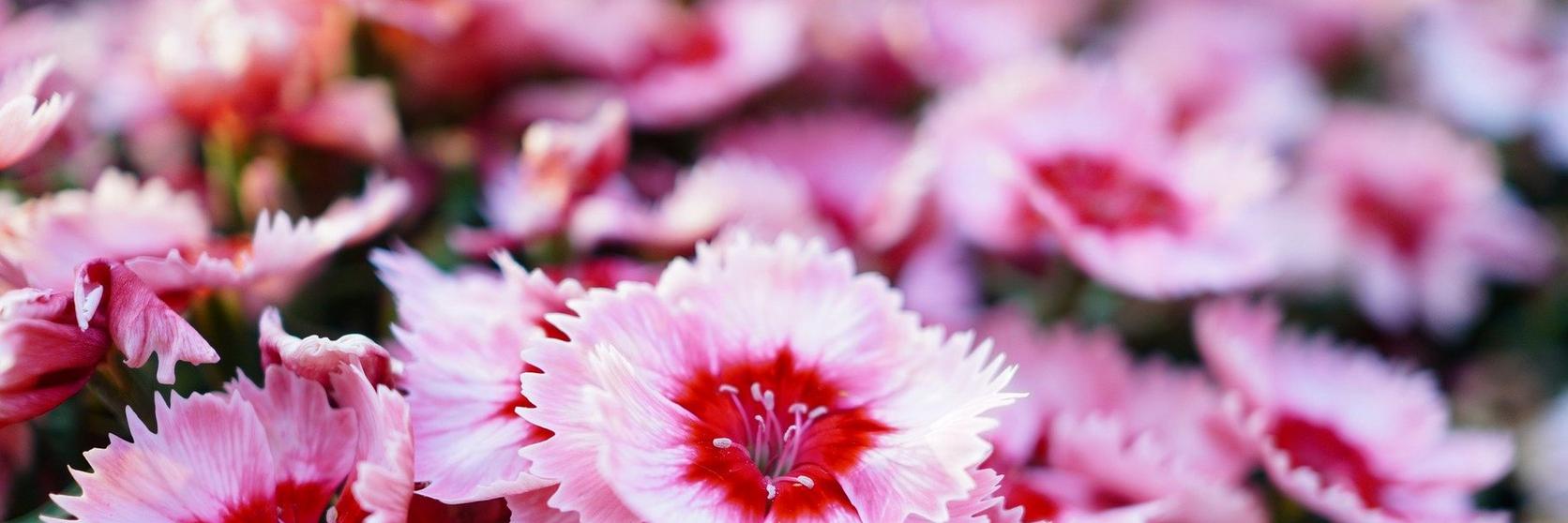 sweet-william-pink