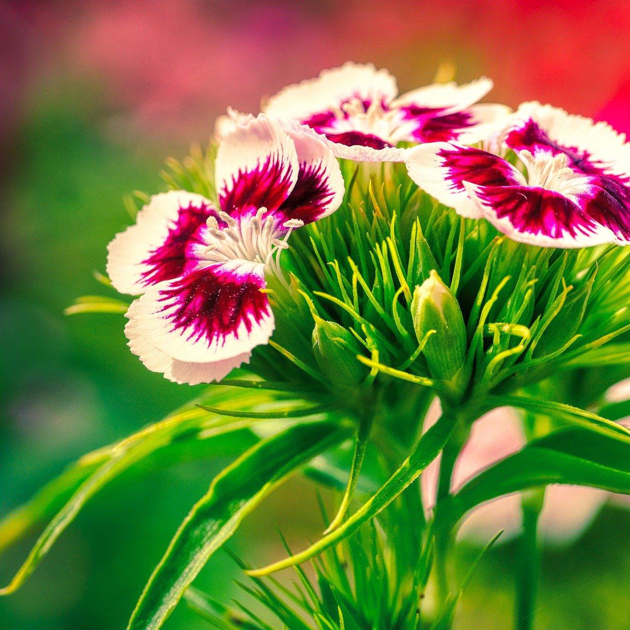 sweet-william-wee-willie