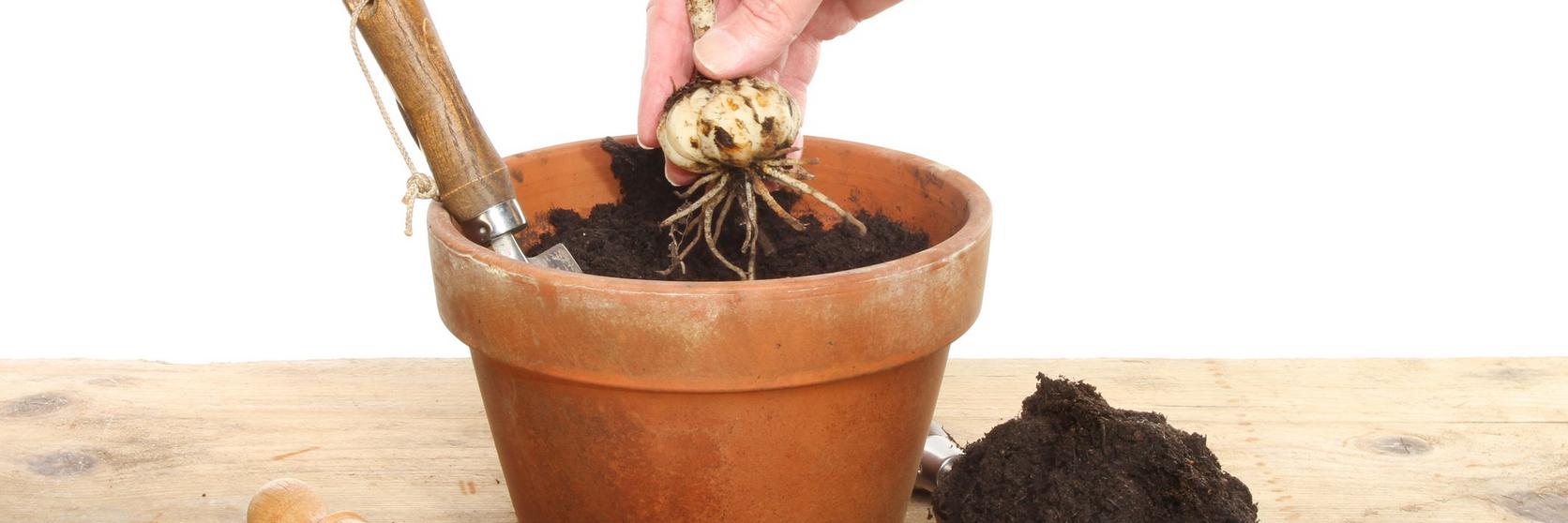 teraccota-pot-planting-flowers