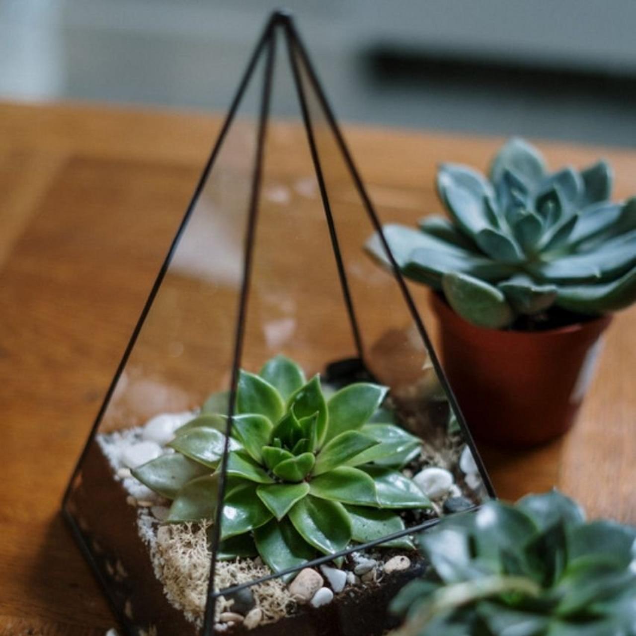 Terrarium
