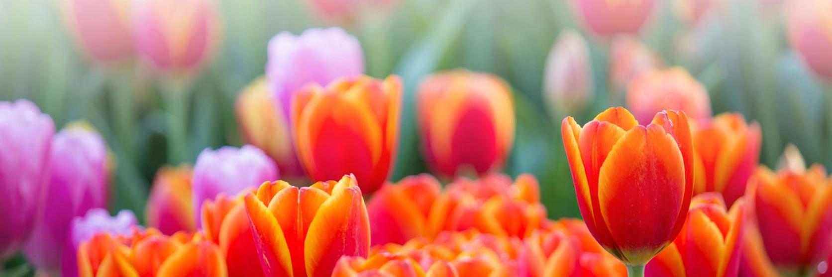 tulips-orange-fields