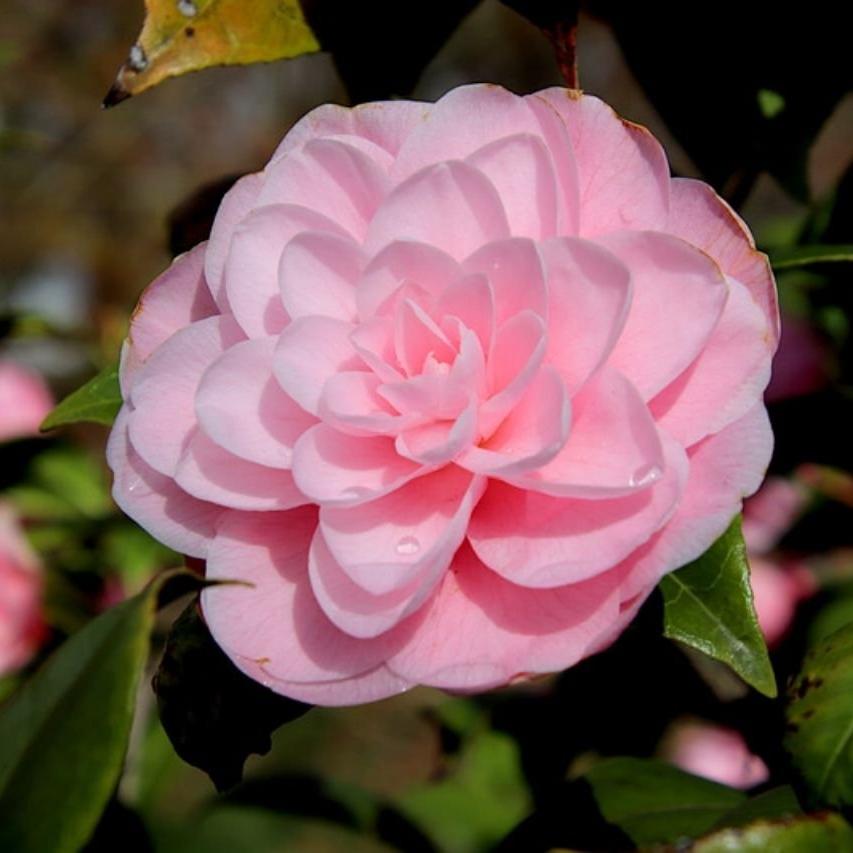 Untitled design (79)_1