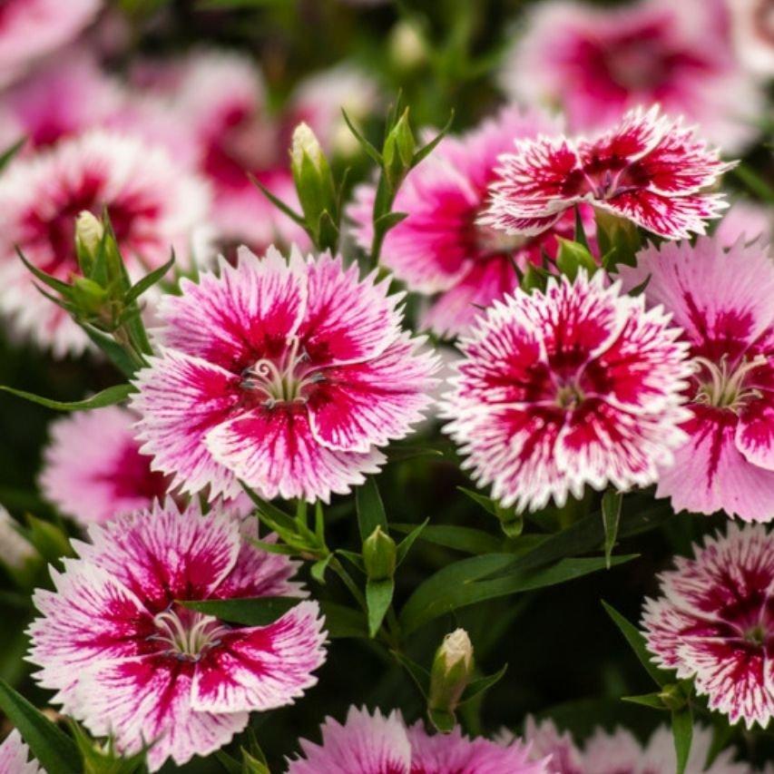 Untitled design (80)_1