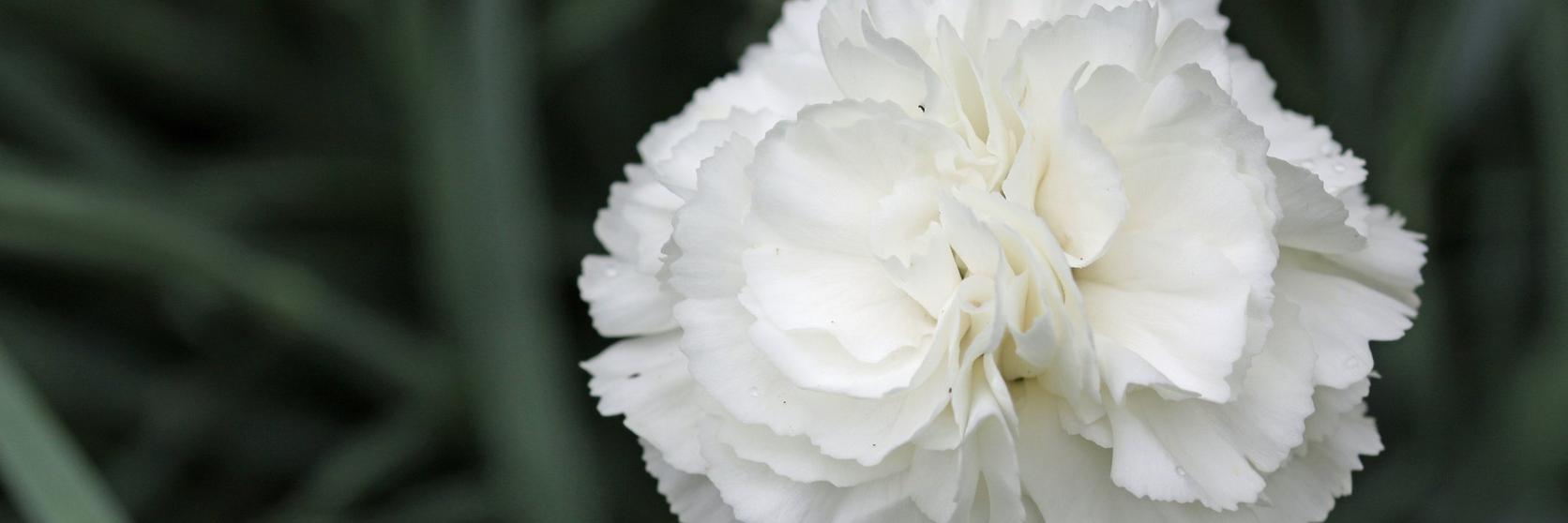 white-carnation