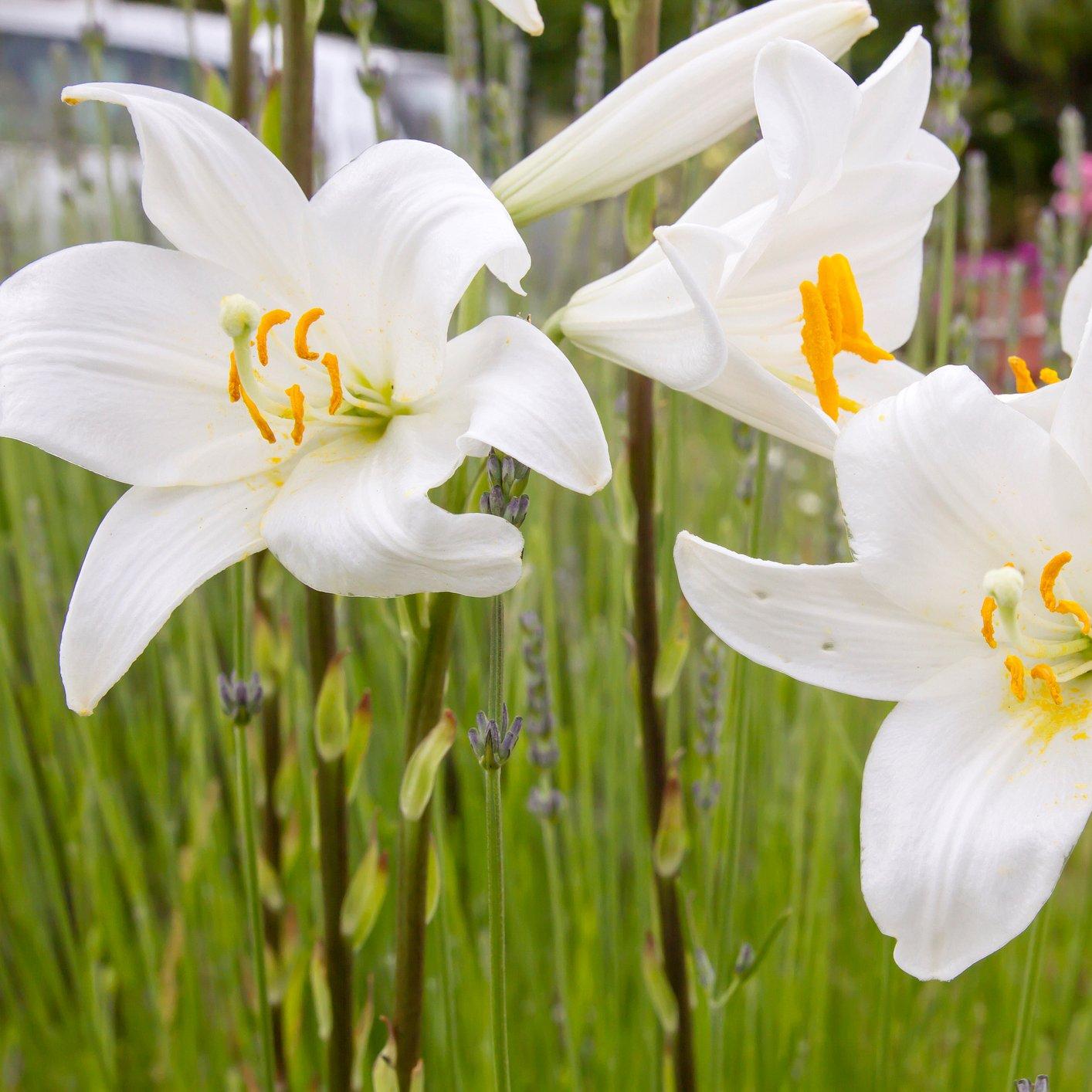 white-lilies
