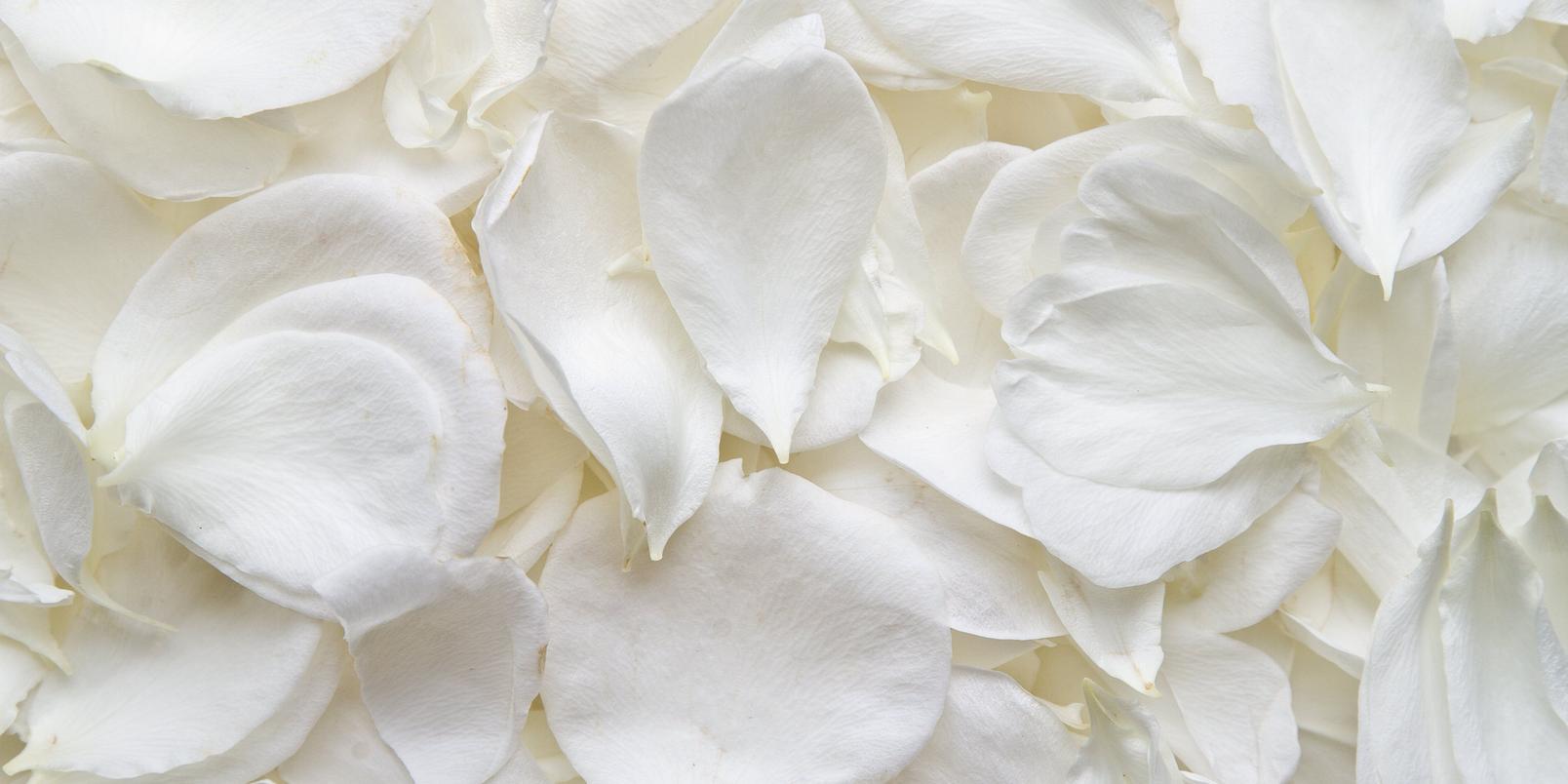 white_rose_petals